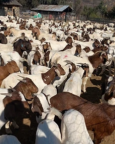 Boer goats, Agri for Africa, South Africa