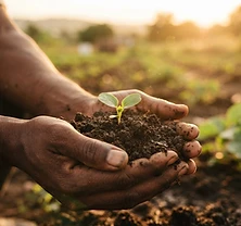 Regenerative agriculture: our planned approach to soil health