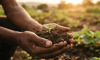 Regenerative agriculture: our planned approach to soil health