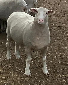 Dorper sheep, Agri for Africa, South Africa