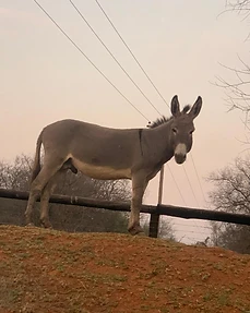 Donkey on farm, Agri for Africa, South Africa