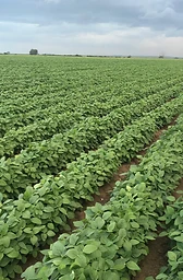Soybean fields, Agri for Africa, South Africa