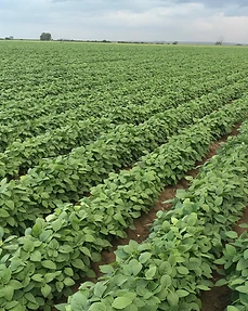Soybean fields, Agri for Africa, South Africa
