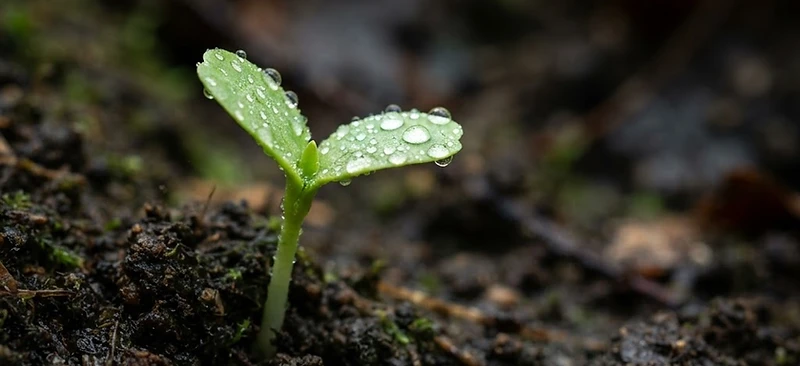Technical Seminar on Integrated Crop Nutrition