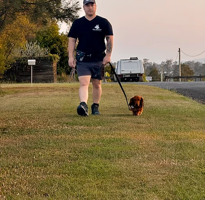 Real World K9 trainer walking a long-haired dachshund across a grassy field at dusk