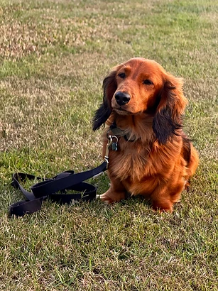 Dachshund sitting calmly on the grass during a training session