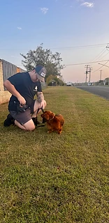 Trainer kneeling to work with a dachshund during a golden-hour field session