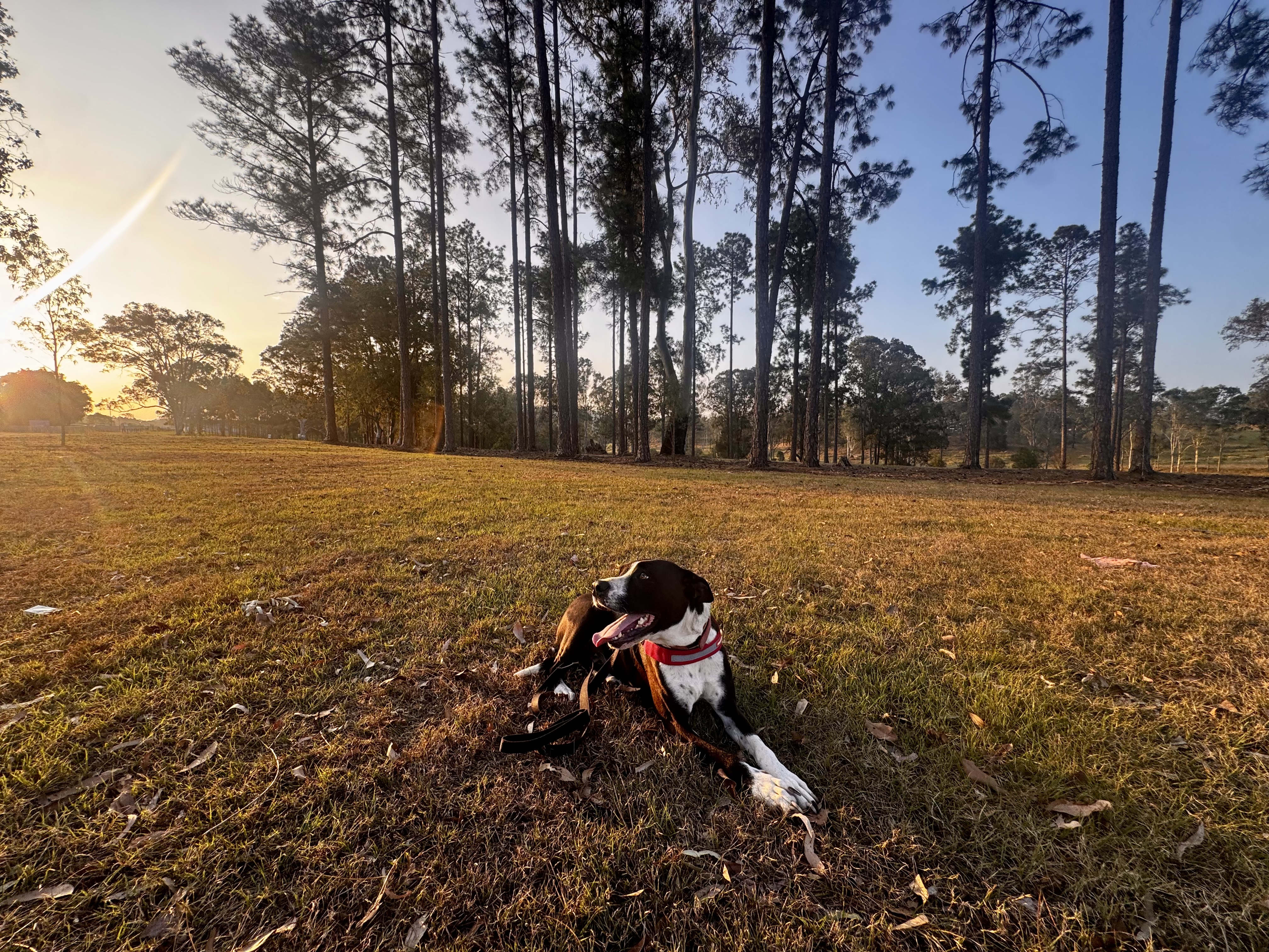 Black and white dog lying down in a field during golden hour