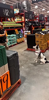 Owner giving Oakley a hand command during a public training session