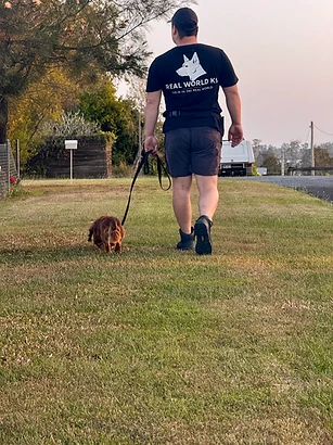 Trainer walking a dachshund on lead along a suburban road