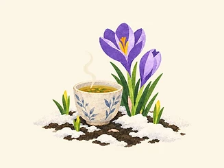 Illustration of a cup of herbal tea in melting snow, with purple crocuses blooming beside it.