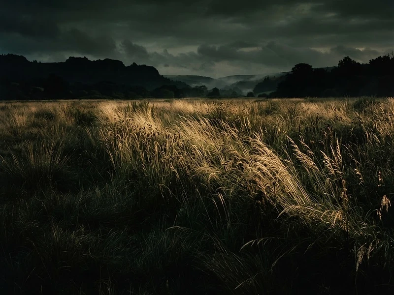 A vast field of grass at dusk