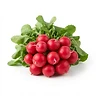 Radishes
