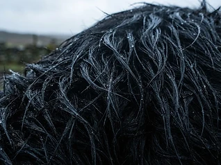 Macro of black cattle coat
