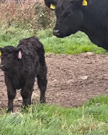 Aberdeen Angus
