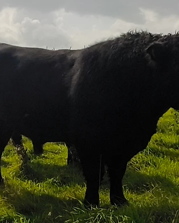 Black Galloway