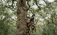 A climbing arborist ascending a mature oak with ropes