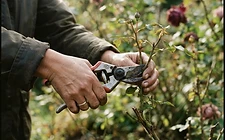 Close-up of a gardener's hands tying in a plant stake