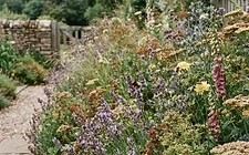 A pollinator-friendly border with mixed planting