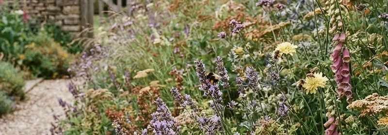 A pollinator-friendly border with mixed planting