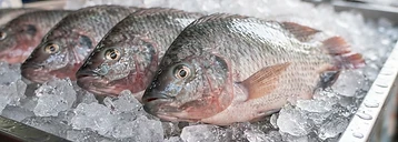 Tilapia