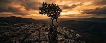 A lone resilient tree growing from cracked rock at dusk