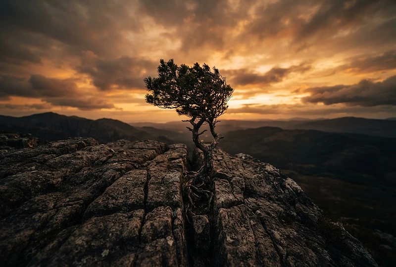 A lone resilient tree growing from cracked rock at dusk — endurance against the odds