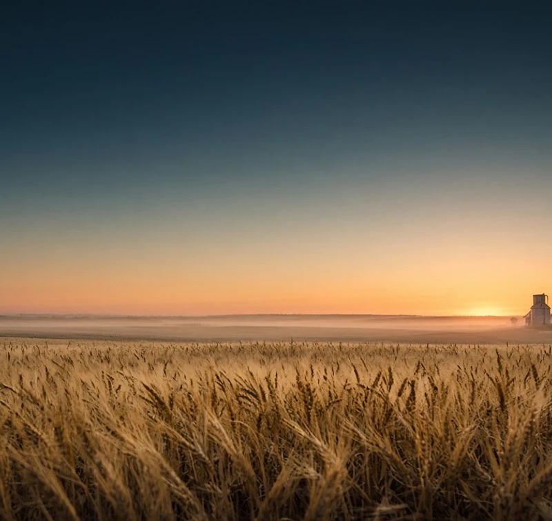 Prairie wheat field at sunrise
