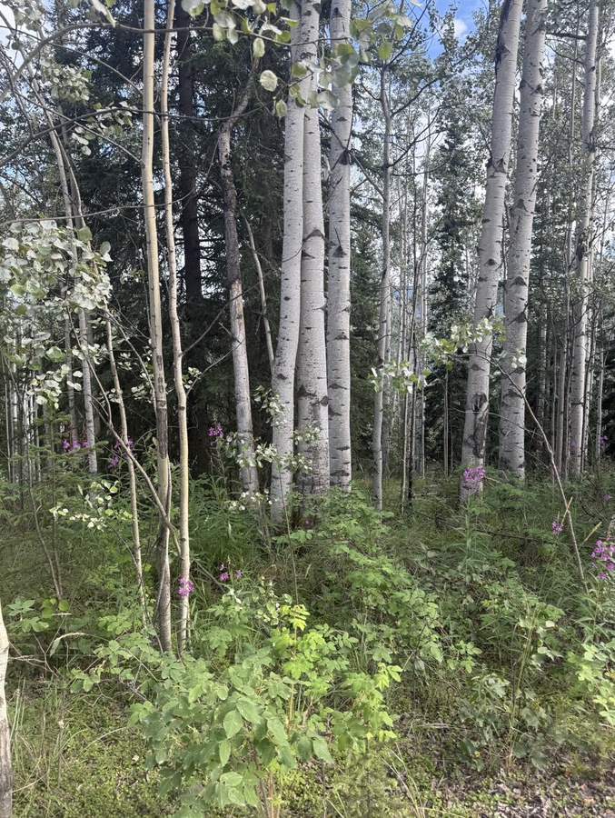 Tall white birch trees above bright green summer grass