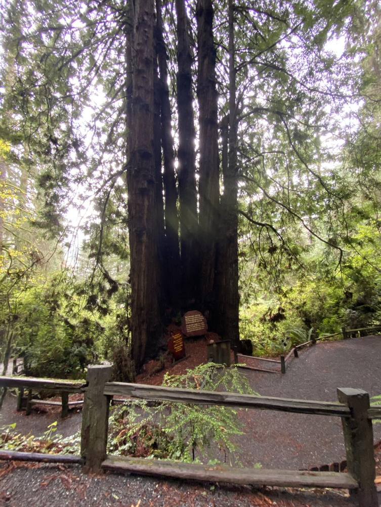 Old-growth redwoods rising from a forest path