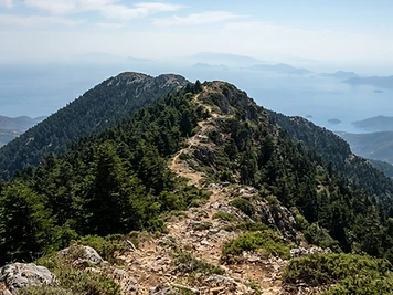 Greek fir and black pine along the ridge of Mount Ainos on Kefalonia, with the sea far below.