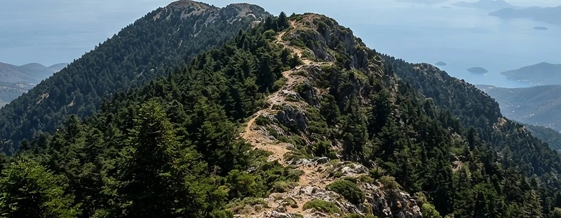 Greek fir and black pine along the ridge of Mount Ainos on Kefalonia, with the sea far below.