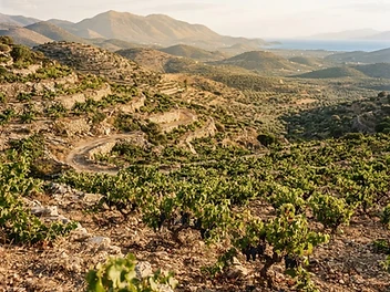Nemea, a wine region from Peloponnese, Greece