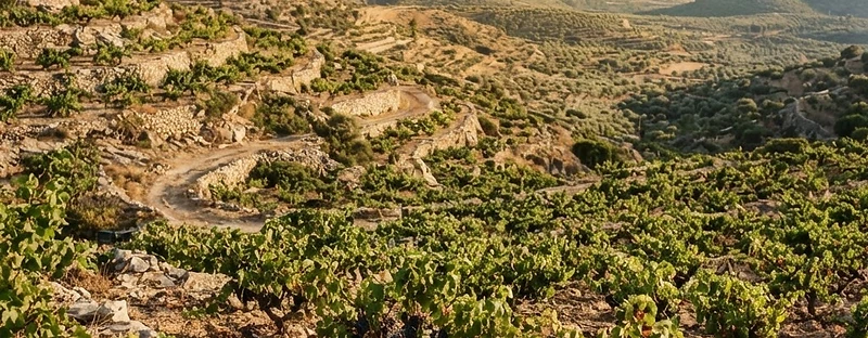 Nemea, a wine region from Peloponnese, Greece