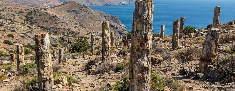 Fossilised tree trunks standing in dry volcanic ground in the petrified forest of western Lesvos.