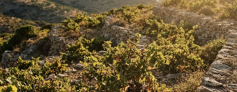 Crete, a wine region from Crete, Greece