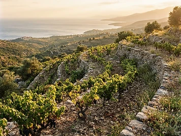 Rapsani, a wine region from Thessaly, Greece