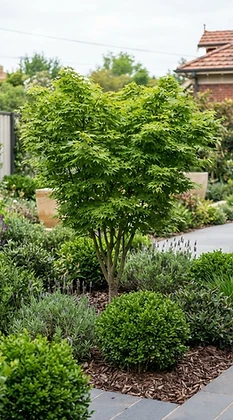 Pruning & Removal