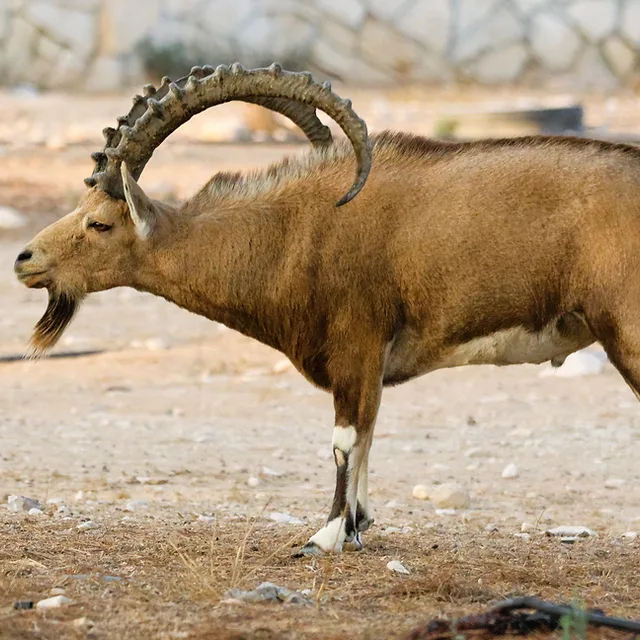 דיוקן מרשים של זכר יעל נובי בוגר, הניצב בגאווה בשטח הפתוח של מדרשת שדה בוקר. התמונה לוכדת בפירוט רב את מרקם הפרווה, את הקרניים המפותלות והזקן הייחודי של היעל, על רקע גוונים חוליים ורכים המדגישים את דמותו של בעל החיים בתאורה טבעית ושטוחה המאפשרת התמקדות מלאה בפרטים המורפולוגיים שלו.