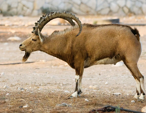 דיוקן מרשים של זכר יעל נובי בוגר, הניצב בגאווה בשטח הפתוח של מדרשת שדה בוקר. התמונה לוכדת בפירוט רב את מרקם הפרווה, את הקרניים המפותלות והזקן הייחודי של היעל, על רקע גוונים חוליים ורכים המדגישים את דמותו של בעל החיים בתאורה טבעית ושטוחה המאפשרת התמקדות מלאה בפרטים המורפולוגיים שלו.