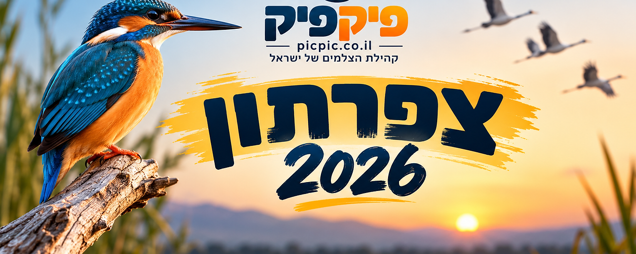 שלחתי לתחרות "צפרתון  2026"