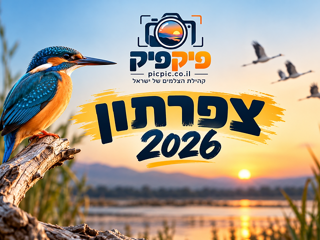 שלחתי לתחרות "צפרתון  2026"
