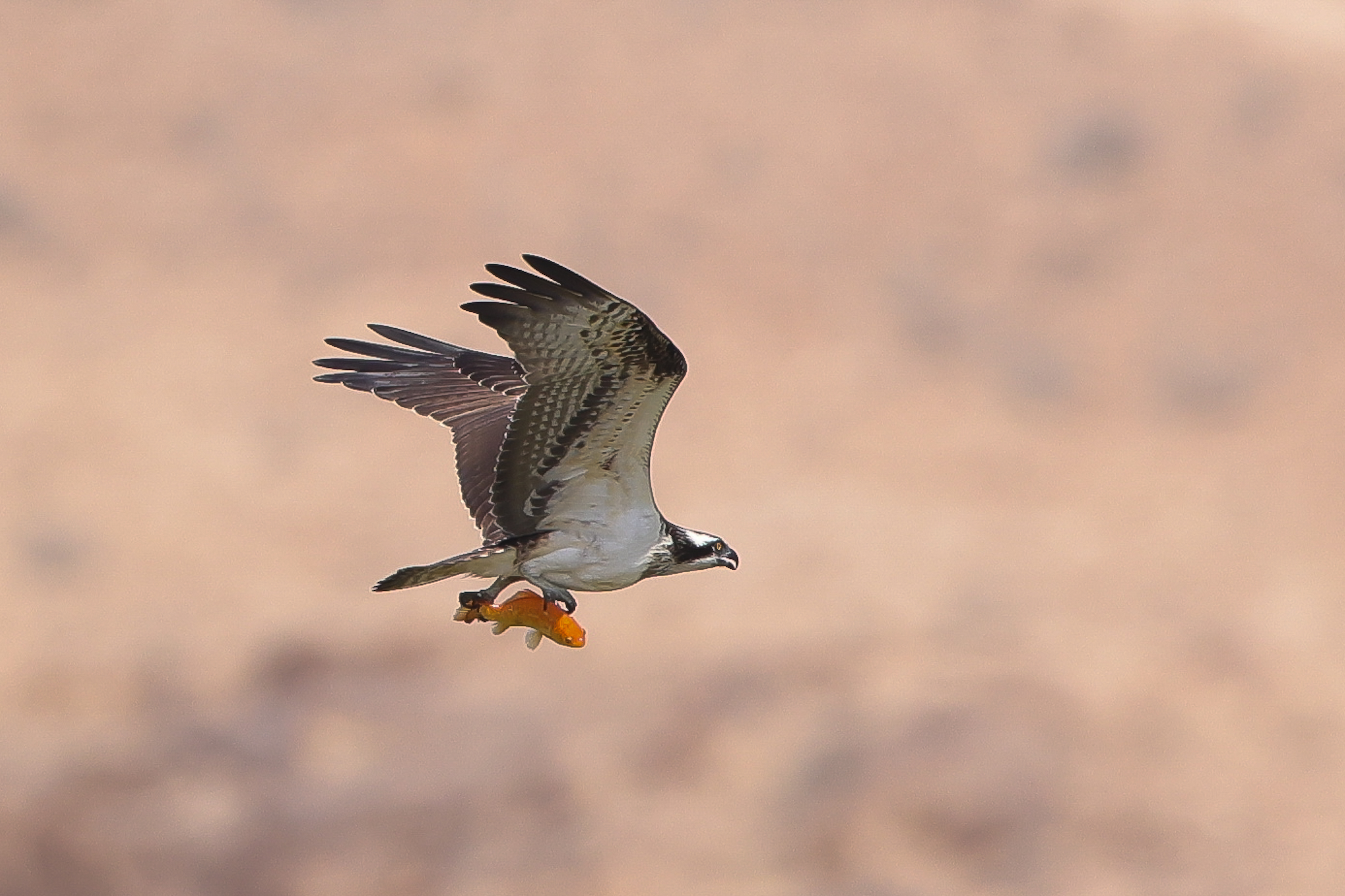 צילום טבע עוצר נשימה המתעד שלך (Osprey) במעוף, כשהוא אוחז בטופריו דג. השימוש בעדשת 500 מ"מ יצר הפרדה מרשימה מהרקע, המטושטש באופן אחיד ומחמיא. החדות המדויקת על גוף הציפור, בשילוב עם תפיסת הרגע הדינמי והמרקמים העשירים בנוצות, יוצרים קומפוזיציה עוצמתית המדגישה את יכולות הצייד של הדורס.