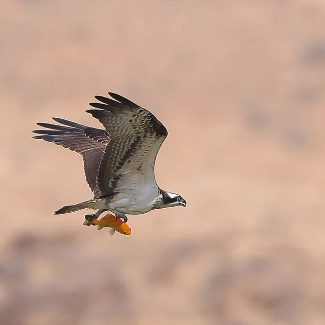 צילום טבע עוצר נשימה המתעד שלך (Osprey) במעוף, כשהוא אוחז בטופריו דג. השימוש בעדשת 500 מ"מ יצר הפרדה מרשימה מהרקע, המטושטש באופן אחיד ומחמיא. החדות המדויקת על גוף הציפור, בשילוב עם תפיסת הרגע הדינמי והמרקמים העשירים בנוצות, יוצרים קומפוזיציה עוצמתית המדגישה את יכולות הצייד של הדורס.