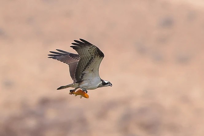 צילום טבע עוצר נשימה המתעד שלך (Osprey) במעוף, כשהוא אוחז בטופריו דג. השימוש בעדשת 500 מ"מ יצר הפרדה מרשימה מהרקע, המטושטש באופן אחיד ומחמיא. החדות המדויקת על גוף הציפור, בשילוב עם תפיסת הרגע הדינמי והמרקמים העשירים בנוצות, יוצרים קומפוזיציה עוצמתית המדגישה את יכולות הצייד של הדורס.