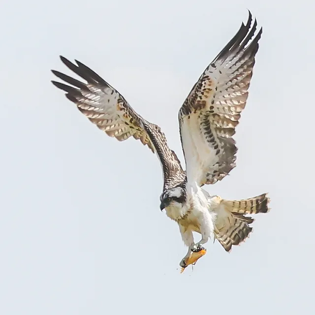 צילום טבע עוצר נשימה של שלך (Osprey) בזמן מעוף, האוחז בדג בטפריו. העוף מתואר ברגע שיא מרשים עם כנפיים פרושות לרווחה, המדגישות את המרקם והפירוט המורכב של הנוצות. הקומפוזיציה נקייה וממוקדת, כאשר הרקע הבהיר והאחיד מאפשר לנושא המרכזי לבלוט בצורה מושלמת, תוך יצירת ניגודיות חדה שמדגישה את הדינמיות והתנועה של הציפור.