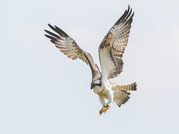 צילום טבע עוצר נשימה של שלך (Osprey) בזמן מעוף, האוחז בדג בטפריו. העוף מתואר ברגע שיא מרשים עם כנפיים פרושות לרווחה, המדגישות את המרקם והפירוט המורכב של הנוצות. הקומפוזיציה נקייה וממוקדת, כאשר הרקע הבהיר והאחיד מאפשר לנושא המרכזי לבלוט בצורה מושלמת, תוך יצירת ניגודיות חדה שמדגישה את הדינמיות והתנועה של הציפור.