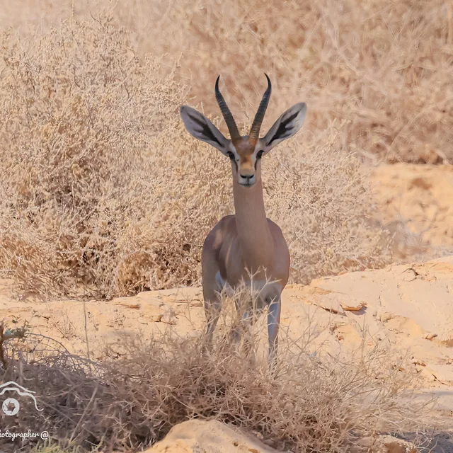צילום טבע מרשים המציג צבי נגב בלב סביבתו המדברית הטבעית. האובייקט ממוקם במרכז הפריים ומביט ישירות אל המצלמה, כאשר אוזניו הגדולות והקרניים האופייניות בולטות על רקע שיחי המדבר היבשים. התאורה הרכה מדגישה את מרקם הפרווה והגוונים הבהירים המשתלבים בהרמוניה עם הסביבה החולית, תוך יצירת הפרדה טובה של נושא הצילום מהרקע.