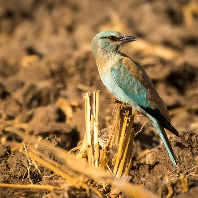 צילום טבע מרהיב המתעד כחל מצוי הניצב על גבעול קש בשדה חרוש. הצבעים התכולים והחומים של הציפור בולטים על רקע גווני האדמה המטושטשים בעדינות בזכות עומק שדה רדוד. השימוש באורך מוקד של 700 מ"מ בצירוף מפתח צמצם f/8 יצר הפרדה מצוינת מהרקע תוך שמירה על חדות מרשימה בפרטי הנוצות.