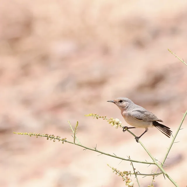 צילום טבע עדין המתמקד בפרט של סבכי מדבר הנח על ענף דק בסביבה צחיחה. הצלם השתמש בעומק שדה רדוד המייצר רקע מטושטש ורך, המדגיש את החדות והפרטים של הציפור. גווני החול והחום של הרקע משתלבים בהרמוניה עם צבעי הנייטרליים של הציפור, ויוצרים קומפוזיציה נקייה ונעימה לעין.